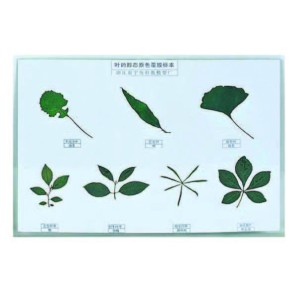 Leaf types